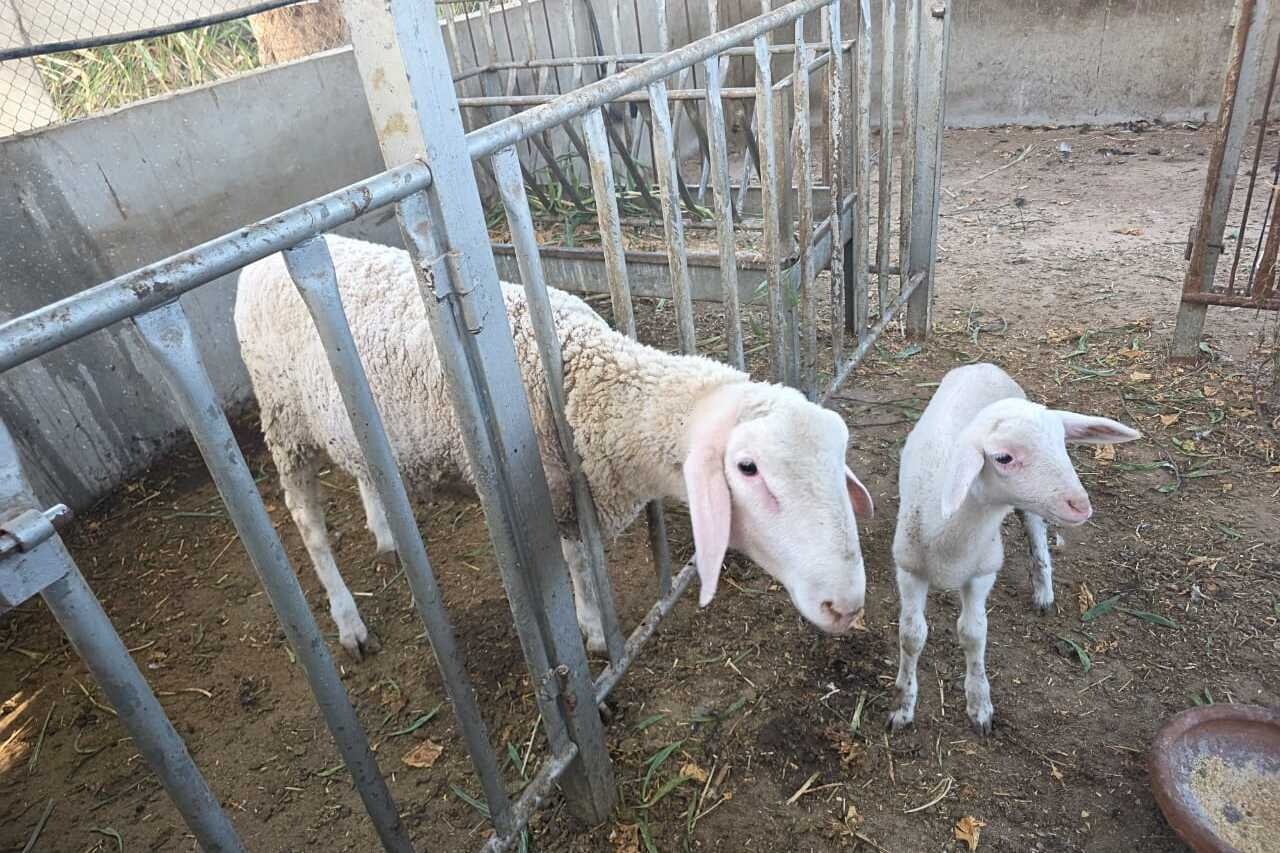 383c3a138a95b5de75a37492d425f636-1765766265.jpg 383c3a138a95b5de75a37492d425f636-1765766265.jpg