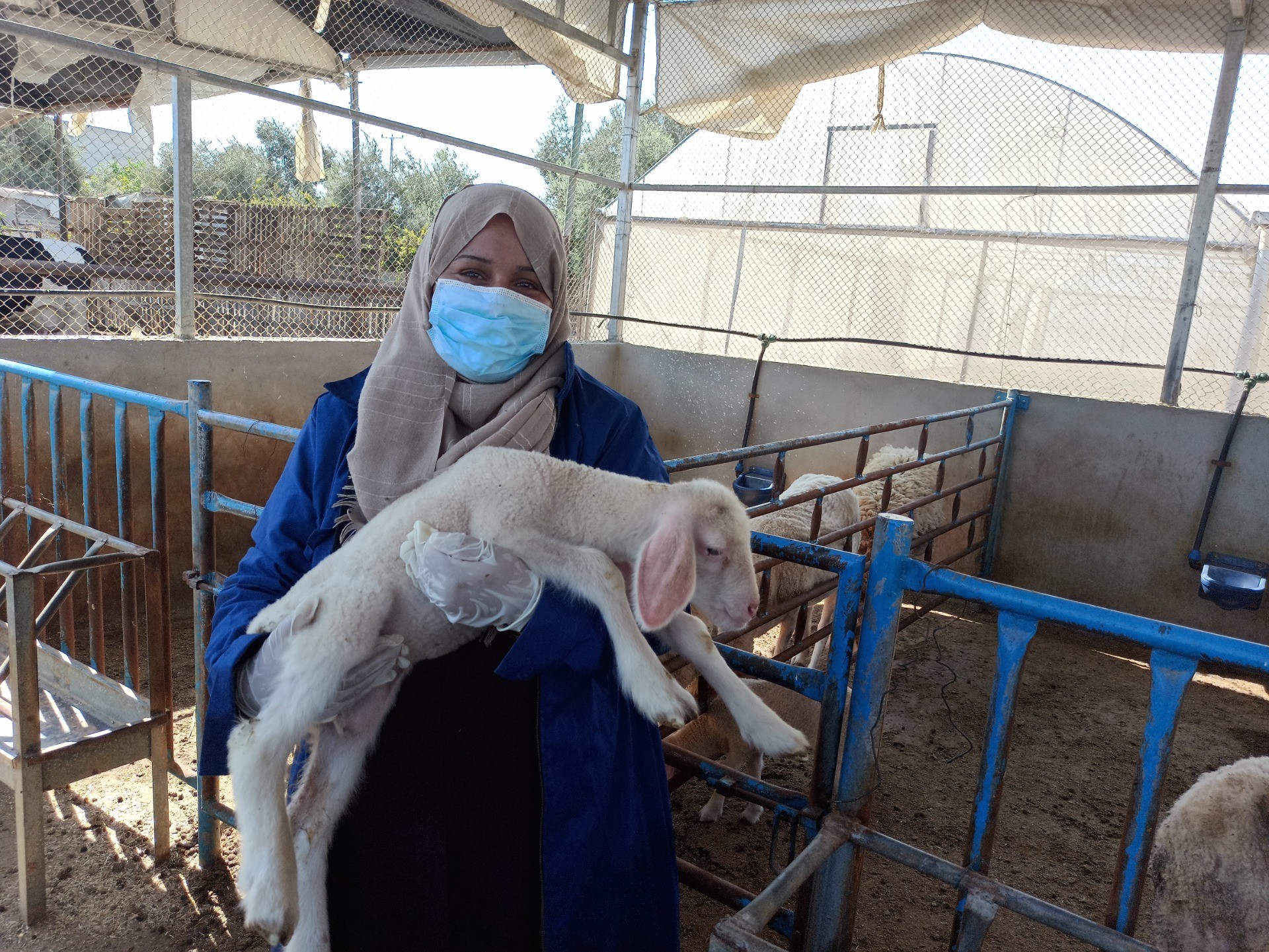 ガザ地区酪農を通した女性グループの生計支援