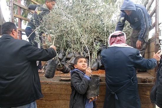 パレスチナ西岸 ボランティアと農家をつなぐ1000本のオリーブ -1