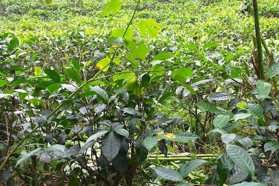 小規模有機栽培茶農家グループ・エクサのメンバー紹介 #１