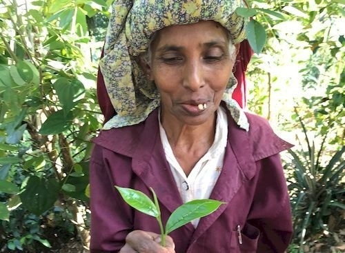 小規模有機栽培茶農家グループ・エクサのメンバー紹介 #３