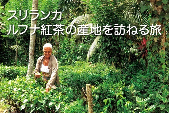 【参加者募集】スリランカ ルフナ紅茶の産地を訪ねる旅