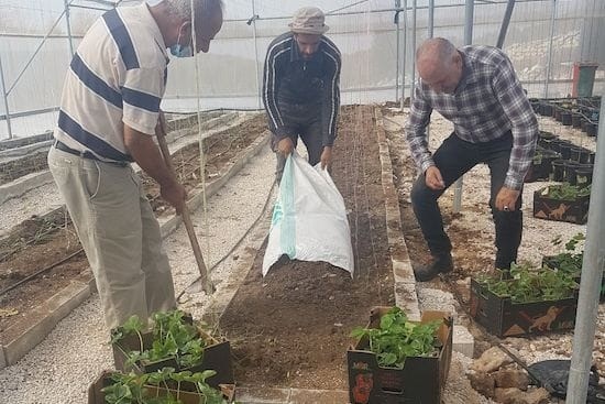 パレスチナ：北アシーラ村での堆肥と植物の成長実験