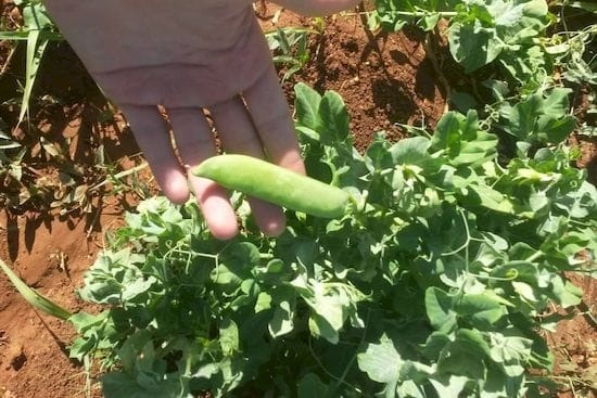 「新鮮な野菜を食べられて嬉しい」シリア国内農業支援