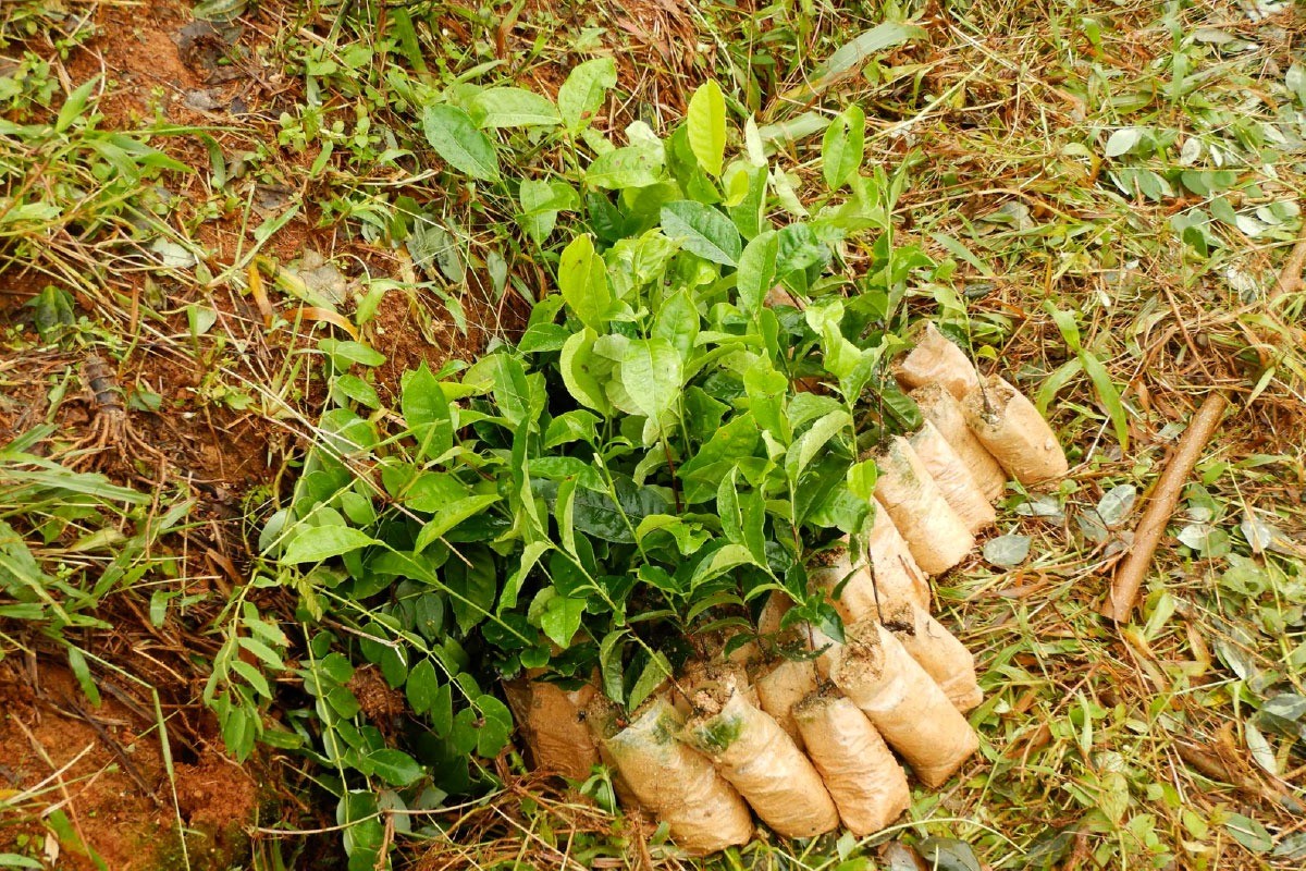 デニヤヤの雨季は、茶畑開墾の季節