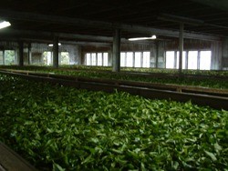スリランカ美味しい紅茶の故郷を訪ねる旅：ツアー報告