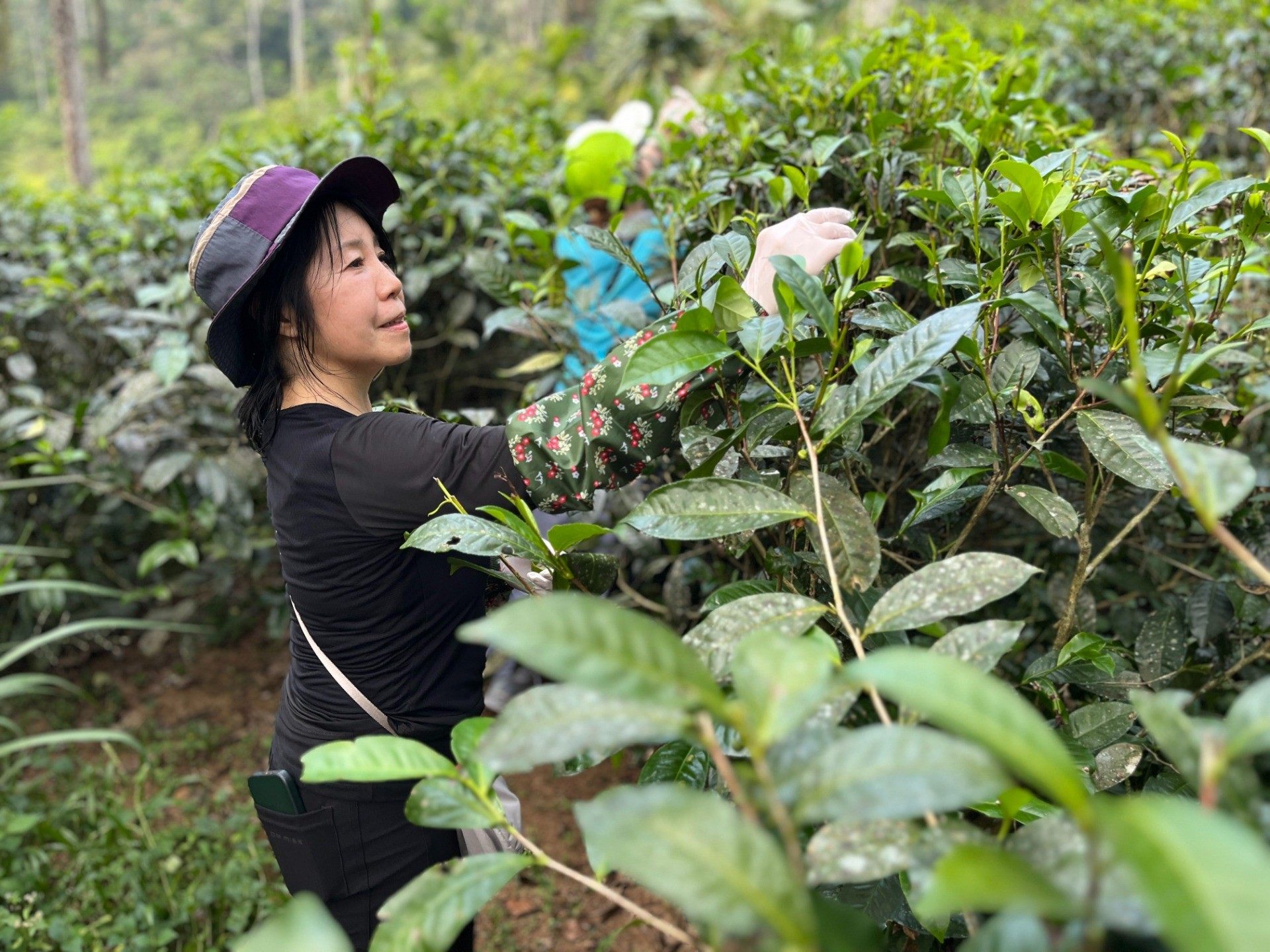 スリランカ美味しい紅茶の故郷を訪ねる旅：ツアー報告