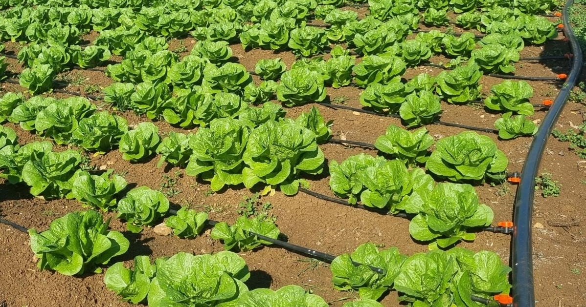 冬野菜の季節を迎えて　～収穫と食料バスケットの配付～