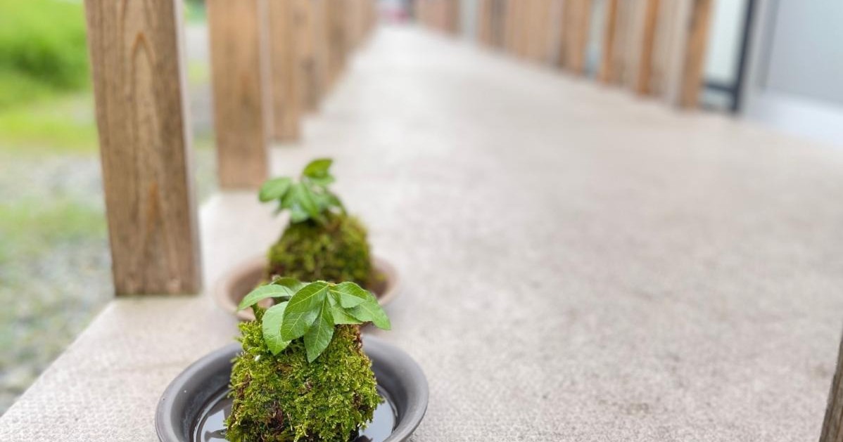 能登地震レポート 苔玉教室とちょっこりカフェ