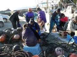 石巻市北上町十三浜　わかめの種付けボランティア派遣