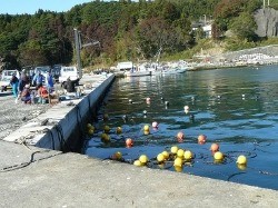 石巻市北上町十三浜　わかめの種付けスタート！