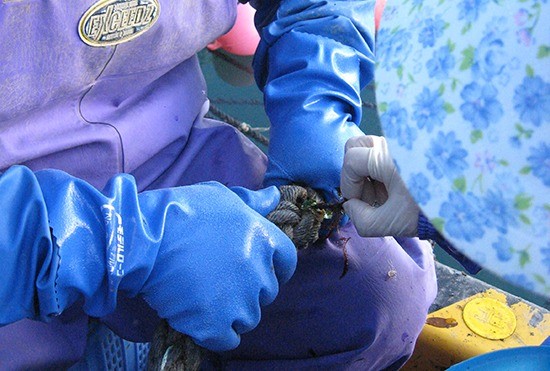来年の収穫に向けての十三浜ワカメやコンブ養殖のはじまり