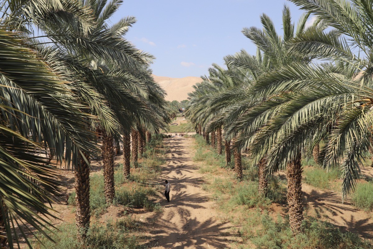 パレスチナ・ ヨルダン渓谷の農民が丁寧に育てたマジョール・デーツ