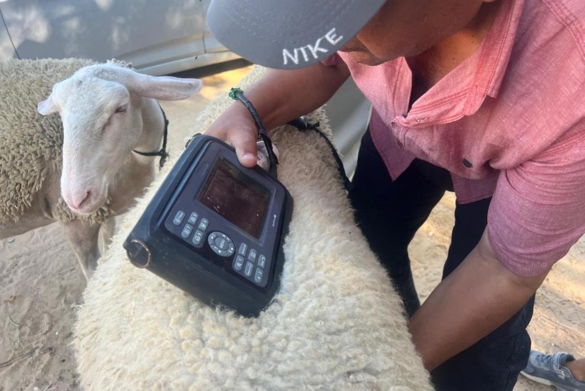 「絶対に諦めない」命の危機と隣り合わせでも懸命に羊を飼育する羊農家たち