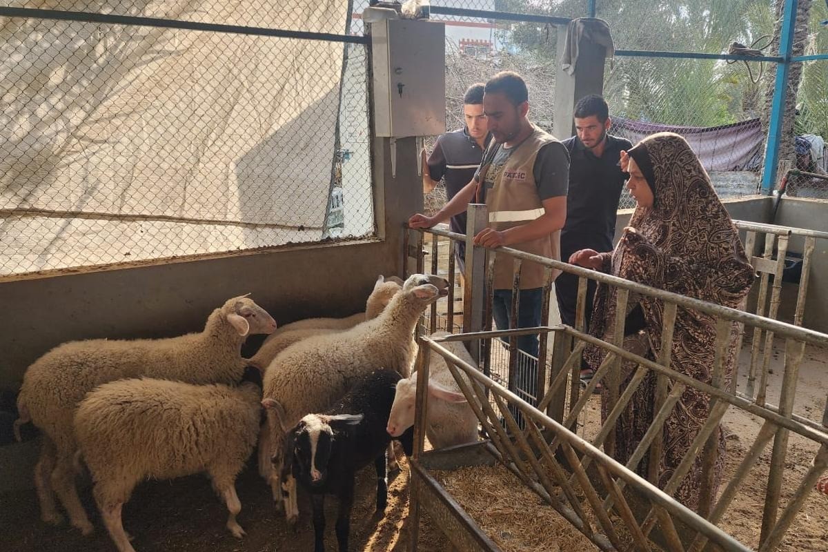 ガザ、羊農家の奮闘