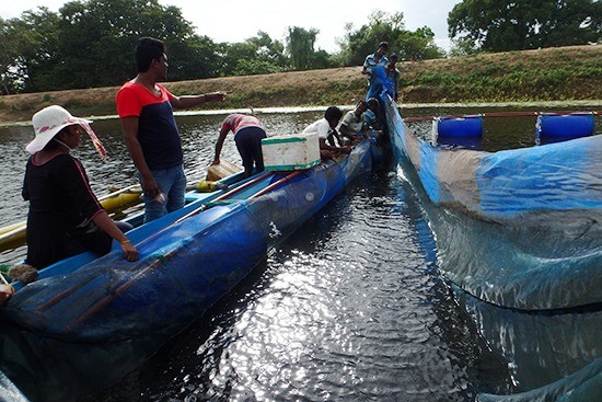生簀で育てた稚魚を池に放流