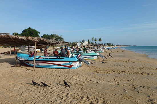 カラパドゥ村のせり場でもせり開始