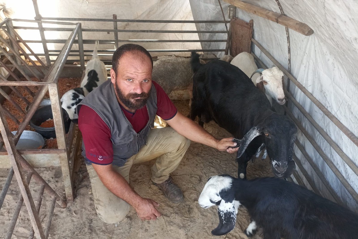 「羊を守り続けることが、私たちの誇り」―ガザ羊農家の声