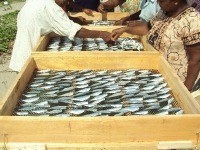 干物作り研修を行いました！