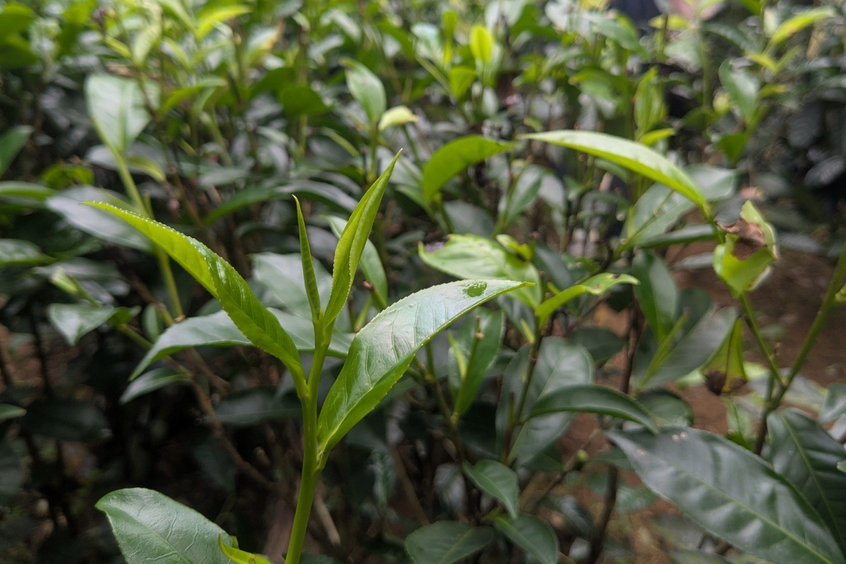 美味しい紅茶を訪ねる旅 2025 in Sri Lanka：開催報告