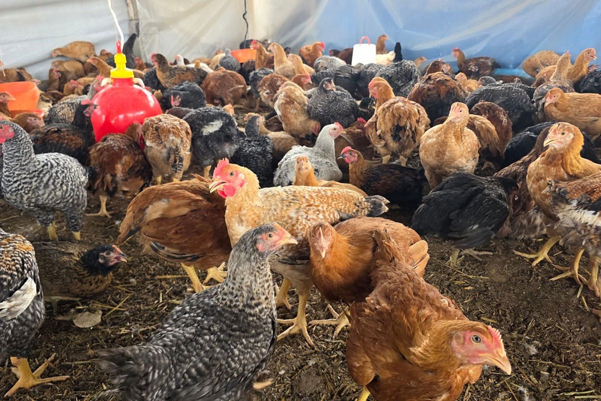 鶏肉と卵を人びとに届けるために ― 畜産農家の新たな挑戦